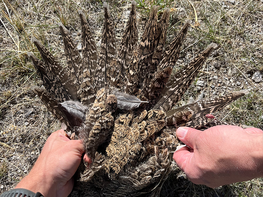 Investigation underway after two sagegrouse are illegally killed East Idaho News