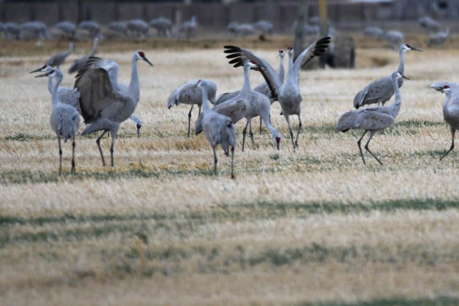 It's migration season for Sandhill cranes and other birds at Camas Wildlife Refuge - Vimarsana News