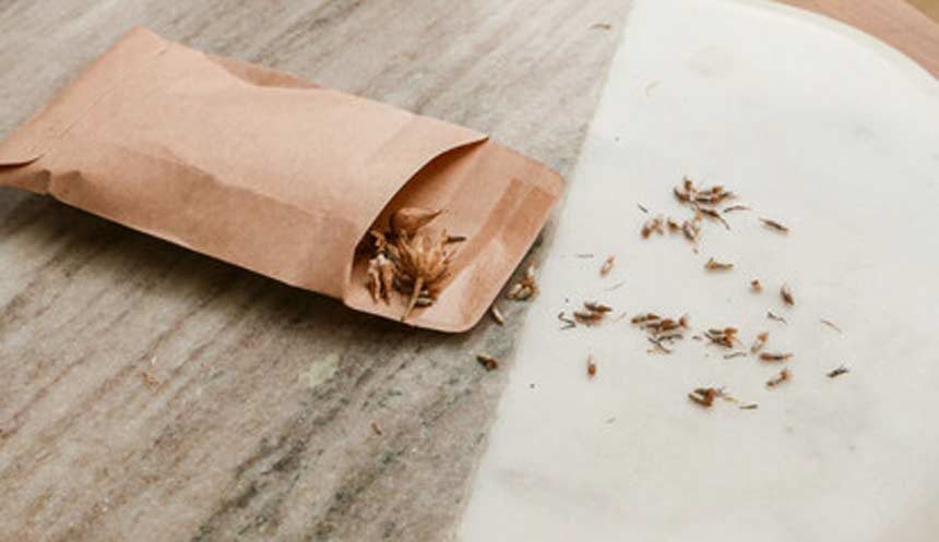 seeds