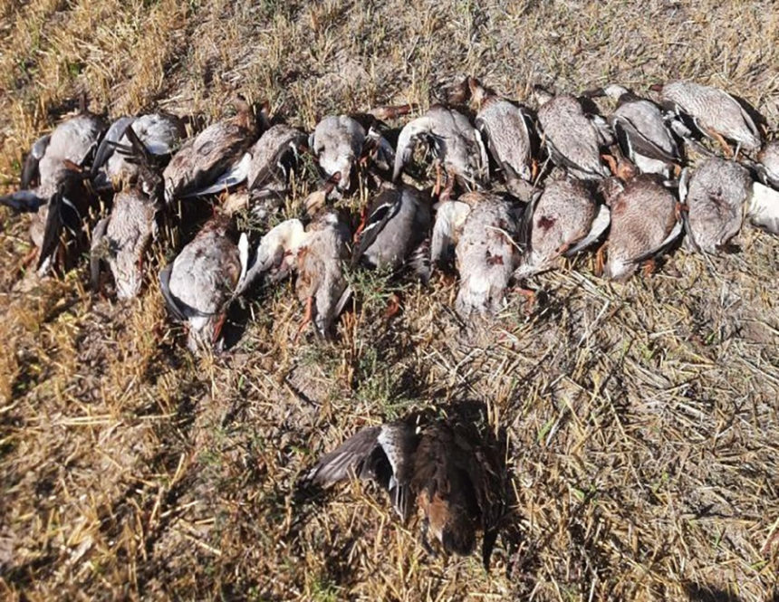 shot ducks