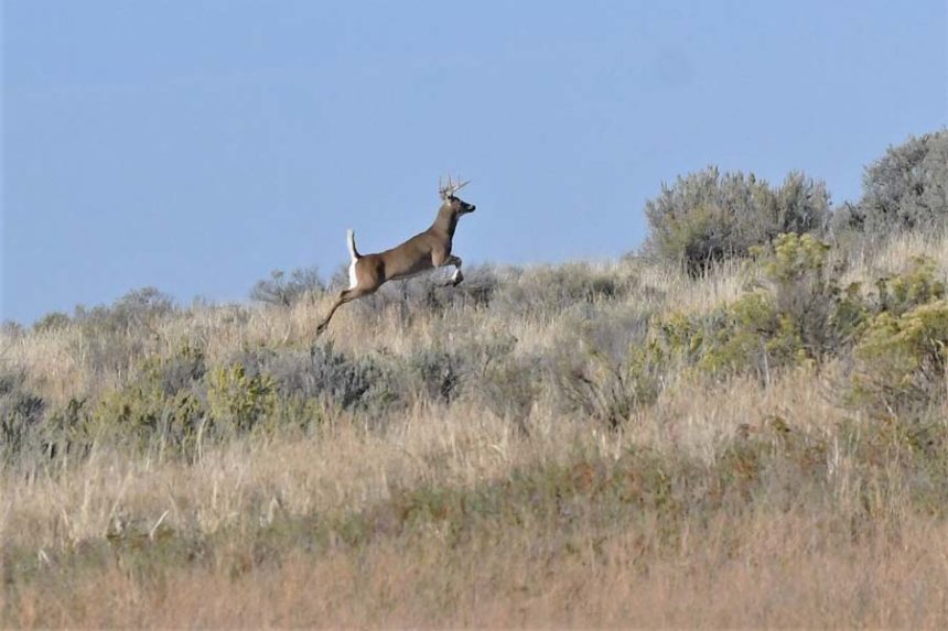 whitetail deer