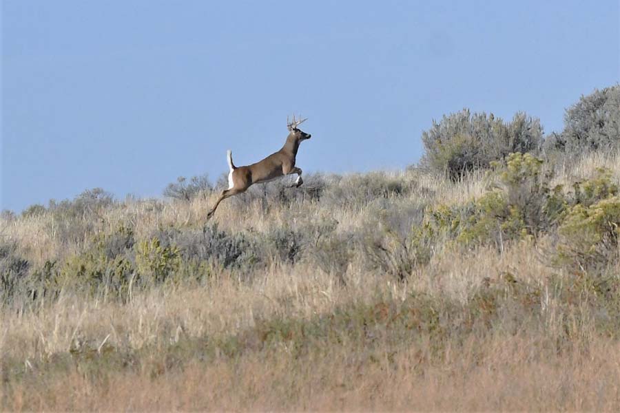 It was a wildlife enthusiast's delight spending time at Barney Hot Springs - Vimarsana News