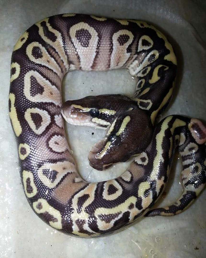2 headed snake