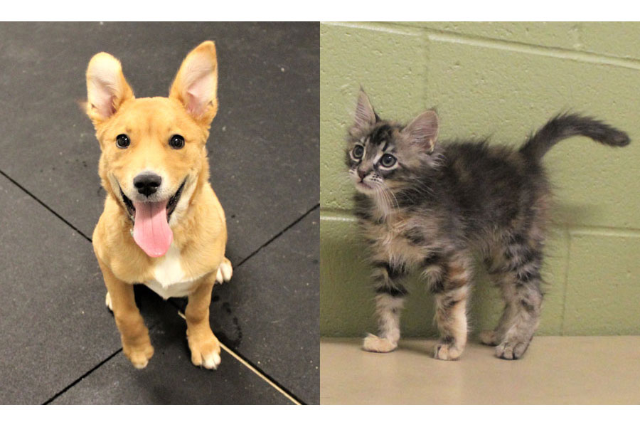 Donations needed to feed needy dogs, cats in Pocatello - Vimarsana News