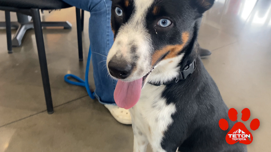 Author is an affectionate, loving Australian Shepherd mix looking for a fur-ever home - Vimarsana News