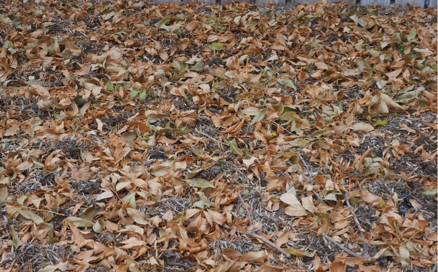 Winter Yard02