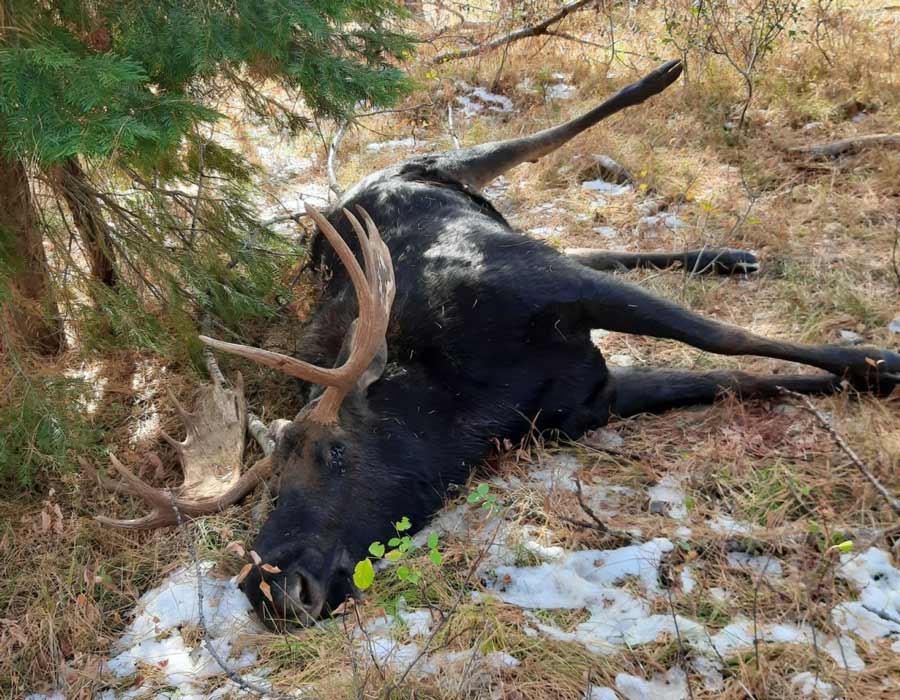 Fish and Game seeking information about bull moose illegally shot in western Idaho - Vimarsana News