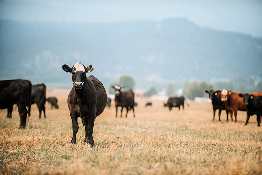100+ Western ranchers launch major effort to raise climate-smart beef - Vimarsana News