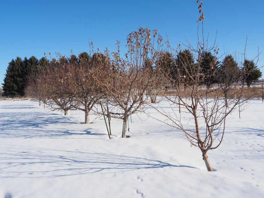 The stages of winter dormancy for fruit trees East Idaho News