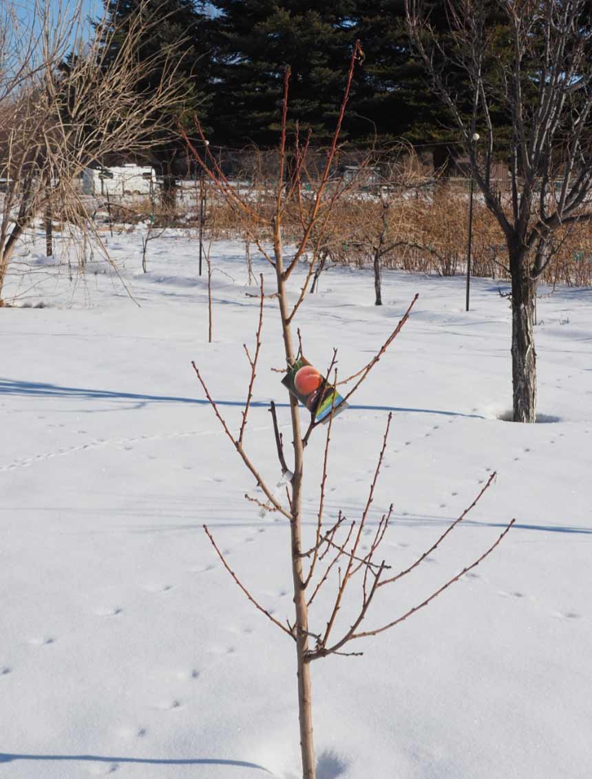 The stages of winter dormancy for fruit trees East Idaho News