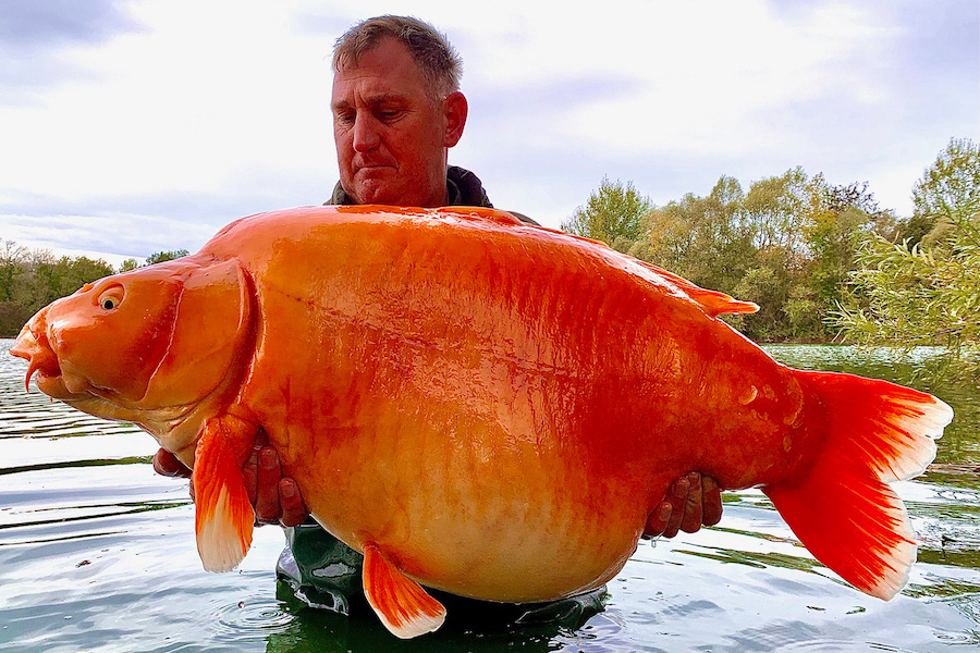 Fisherman catches 67-pound goldfish - East Idaho News - Vimarsana News