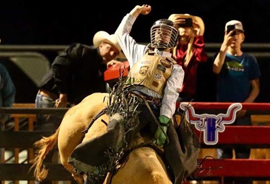 new bull pictire