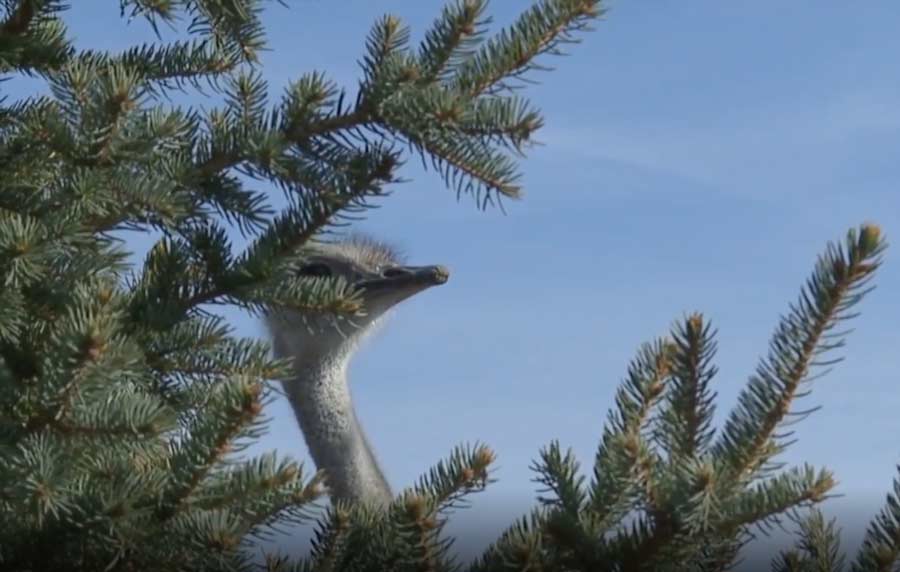 Farm Idaho, devekuşunun hindinin kırmızı et yerine geçtiğini söylüyor