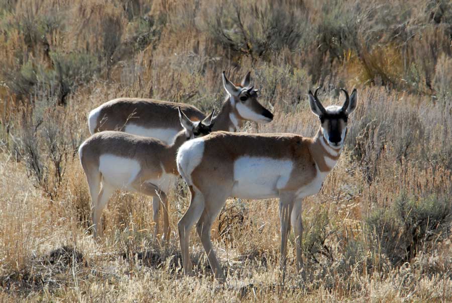 'Wildlife Express' tries to catch up with the American pronghorn in eastern Idaho - Vimarsana News