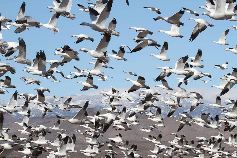 Avian cholera outbreak killing off snow geese in southwestern Idaho - Vimarsana News