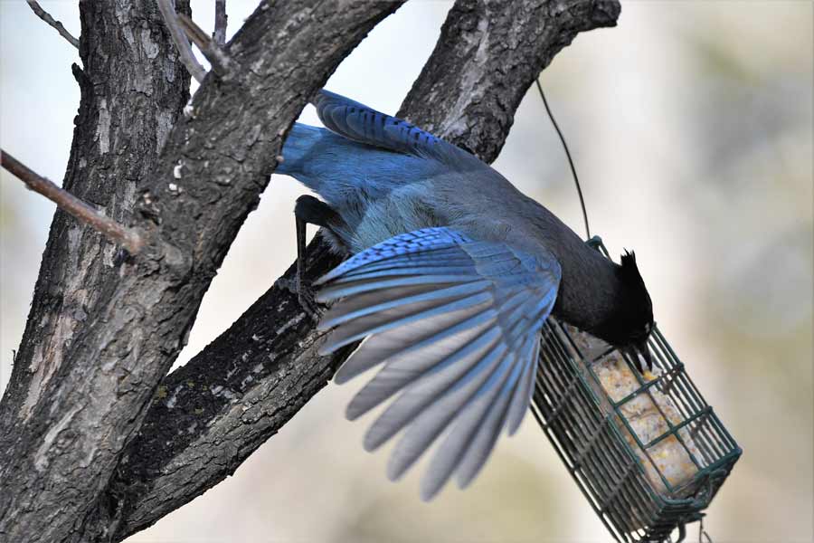 stellers jay 1