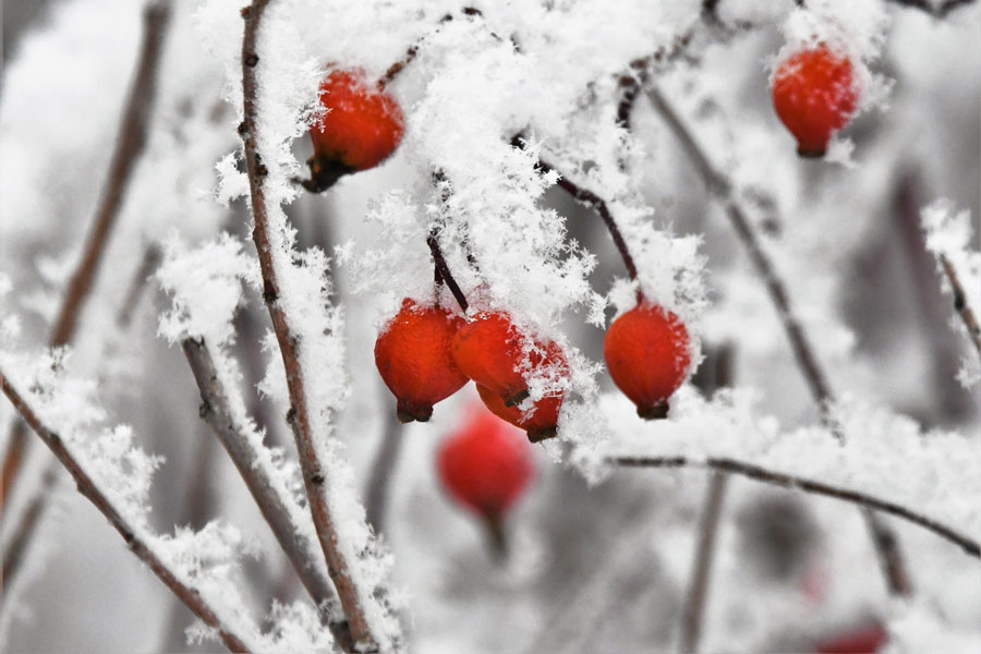 Ice crystals cover southeastern Idaho's Christmas landscape - Vimarsana News