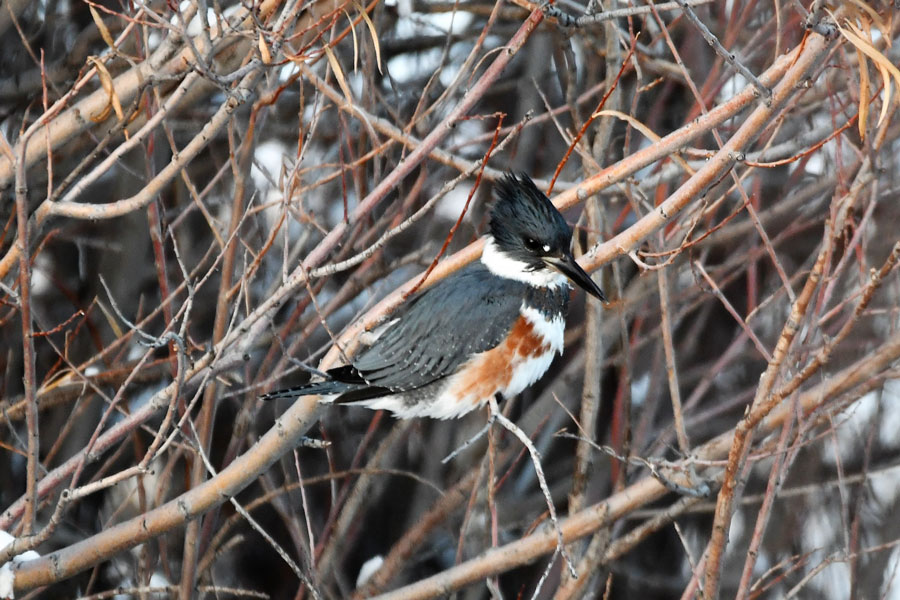 Belted kingfishers still active on warm springs this winter - Vimarsana News