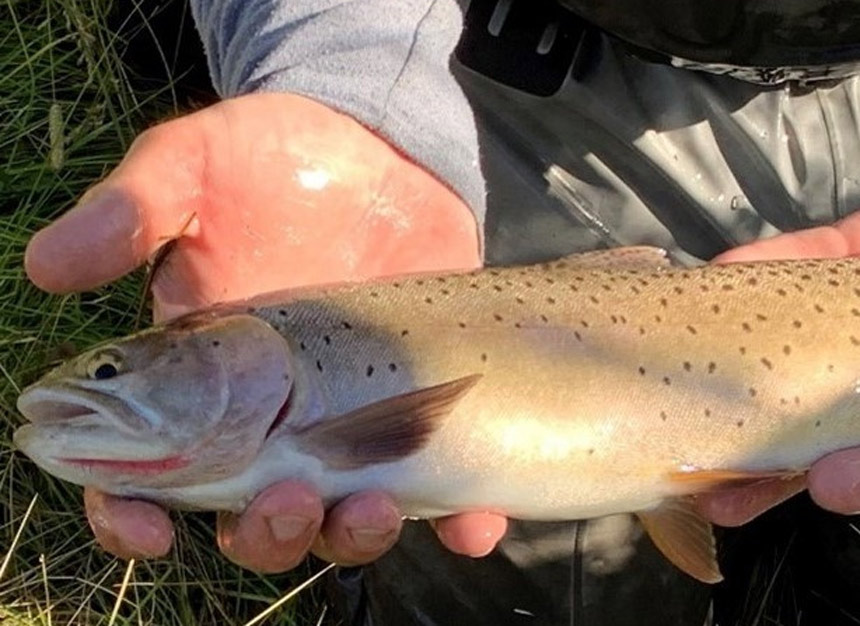 Biologists use electronic tags to study Yellowstone cutthroat trout in