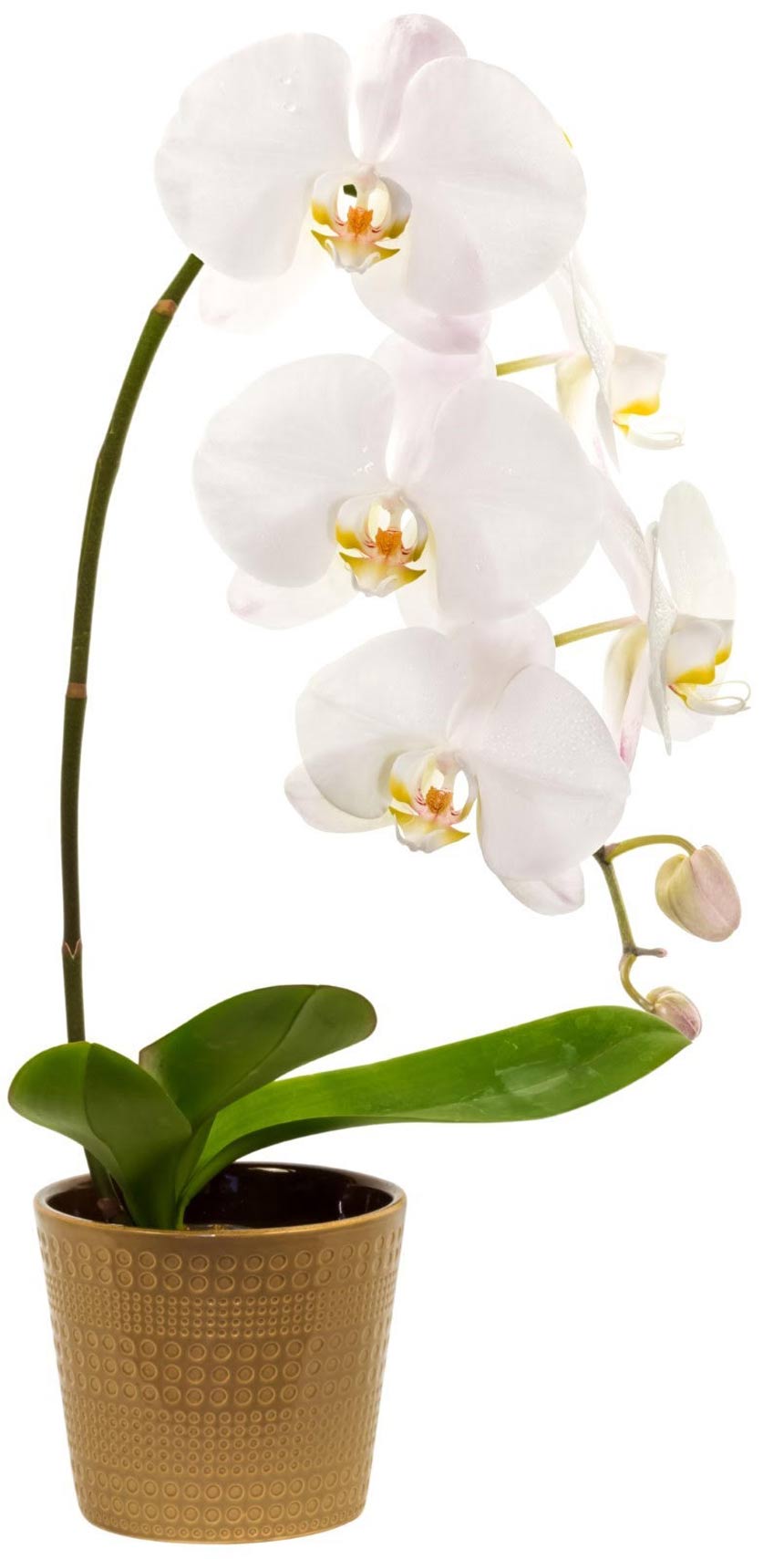 Ideal growing conditions for indoor orchids East Idaho News