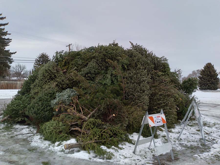 Getting rid of your Christmas tree? The city of Ammon wants it for a