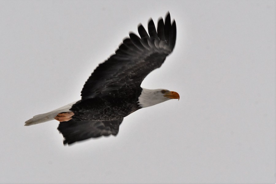 The eagles are coming back and Friends of Camas are hosting "Come To Roost" event again - Vimarsana News