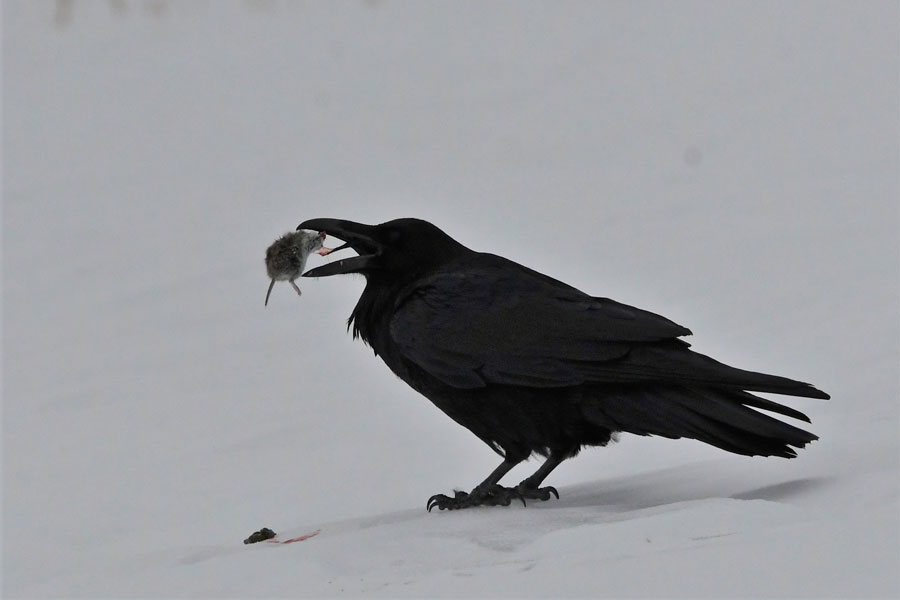 The annual Christmas Bird Count in Howe is complete - Vimarsana News