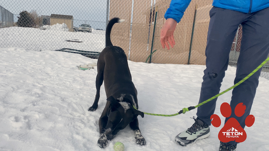 Jack is a lovable dog with lots of energy looking for a family - Vimarsana News