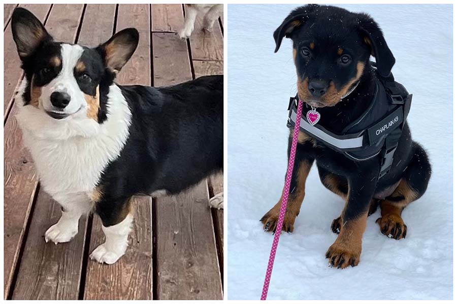 Chaplains of Idaho add two new dogs as organization grows and responds to community needs - Vimarsana News
