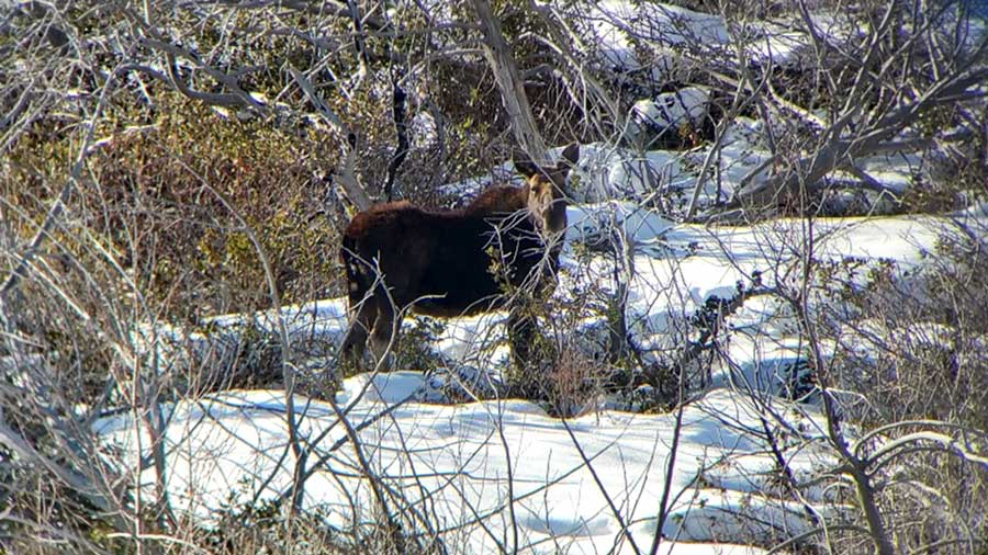 Moose attacks and injures Ketchum woman - East Idaho News - Vimarsana News