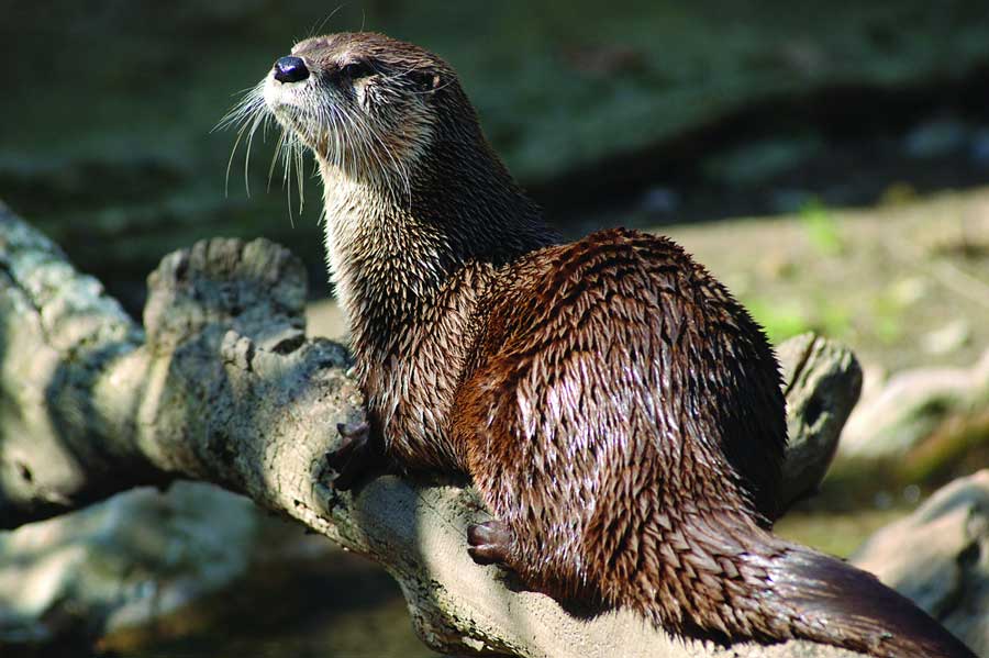 Trapping season for river otters now closed in the Upper Snake region - Vimarsana News