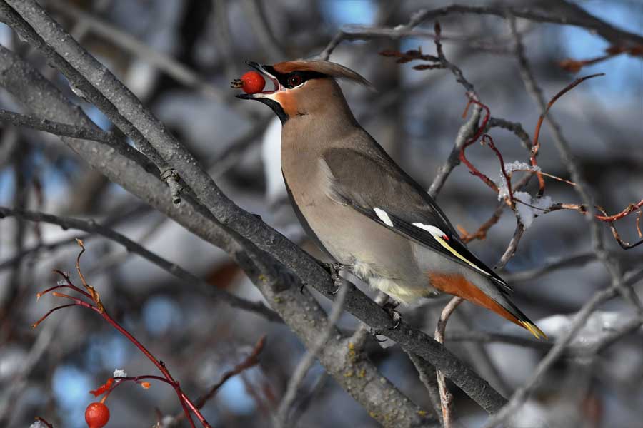 Invasion of the bohemian waxwings at Henrys Fork near Ashton - Vimarsana News