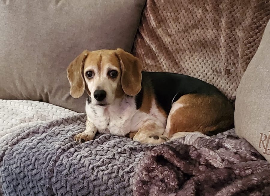 Kansas family's dog went missing eight years ago. It just turned up in Idaho - Vimarsana News