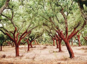 cork-forest-in-portugal-cork-trees