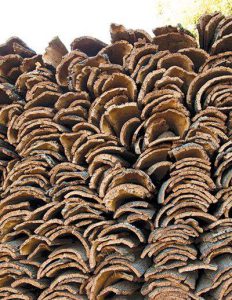 stacks-of-cork-bark-cork-harvest
