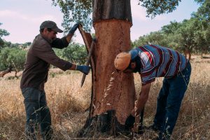 two-men-harvesting-cork-in-the-cork-forest-cork-harvesting-