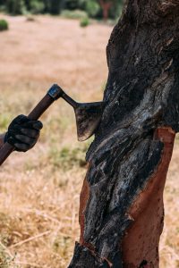 axe-in-tree-axe-cutting-cork-tree-cork-harvesting