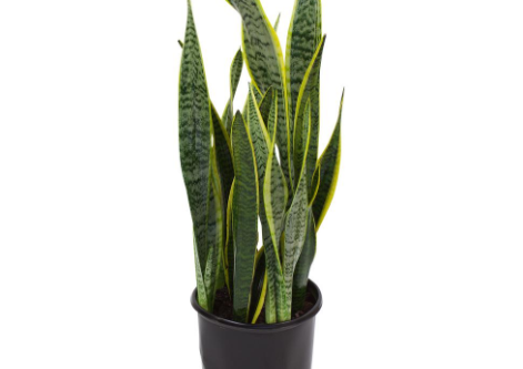 low-maintenance-plants