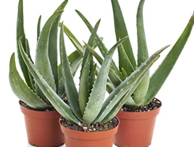 hassle-free-indoor-plants
