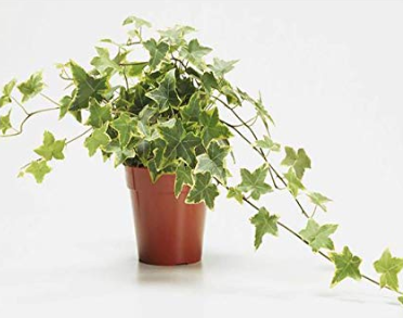 healing-indoor-plants