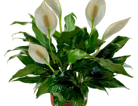 easy-indoor-plants