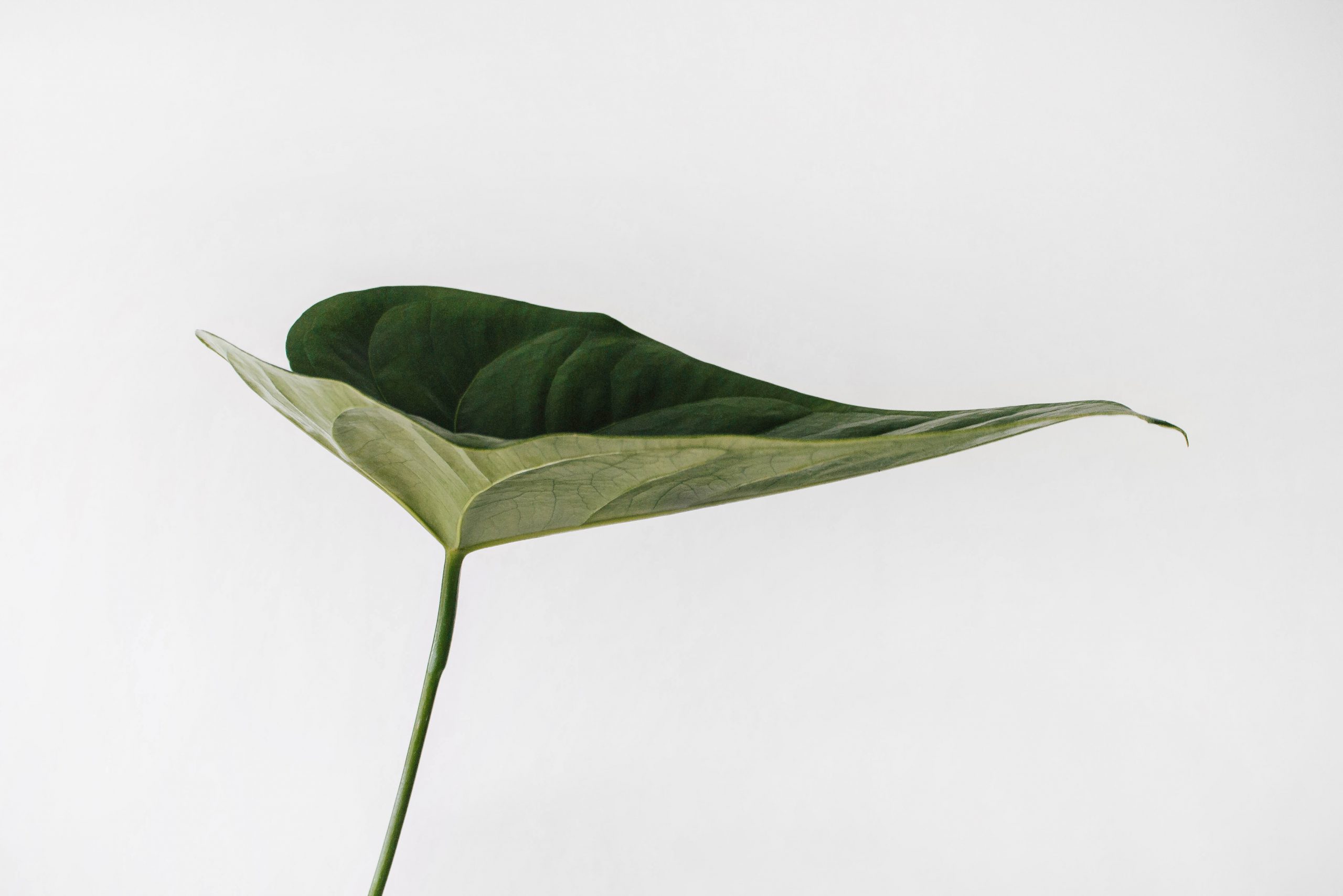 hassle-free-indoor-plants