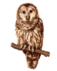 owl Panchpakshi