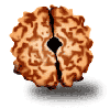 2 Mukhi Rudraksha