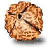 4 Mukhi Rudraksha