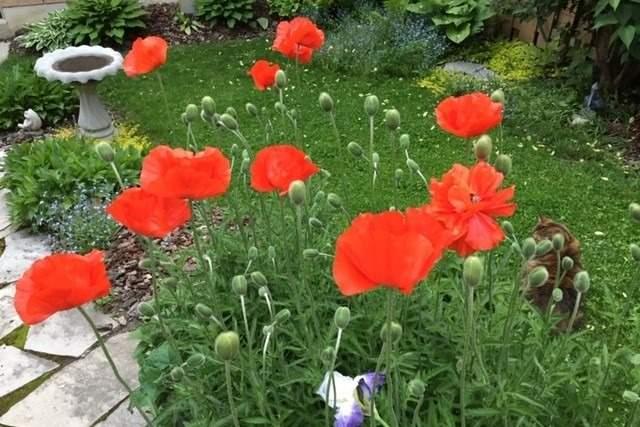 12 Hemans Court, Ajax, ON, L1T4B8 | E4745937 | The McLean ...