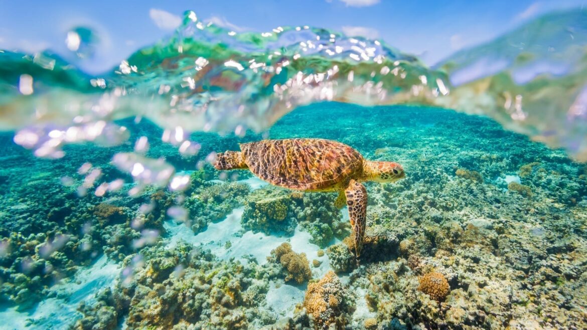 A Green Sea Turtle Swimming On A Shallow Reef With A Clear Sky And Bubbles In The Water Great Barrier Reef Asia Vacation Group