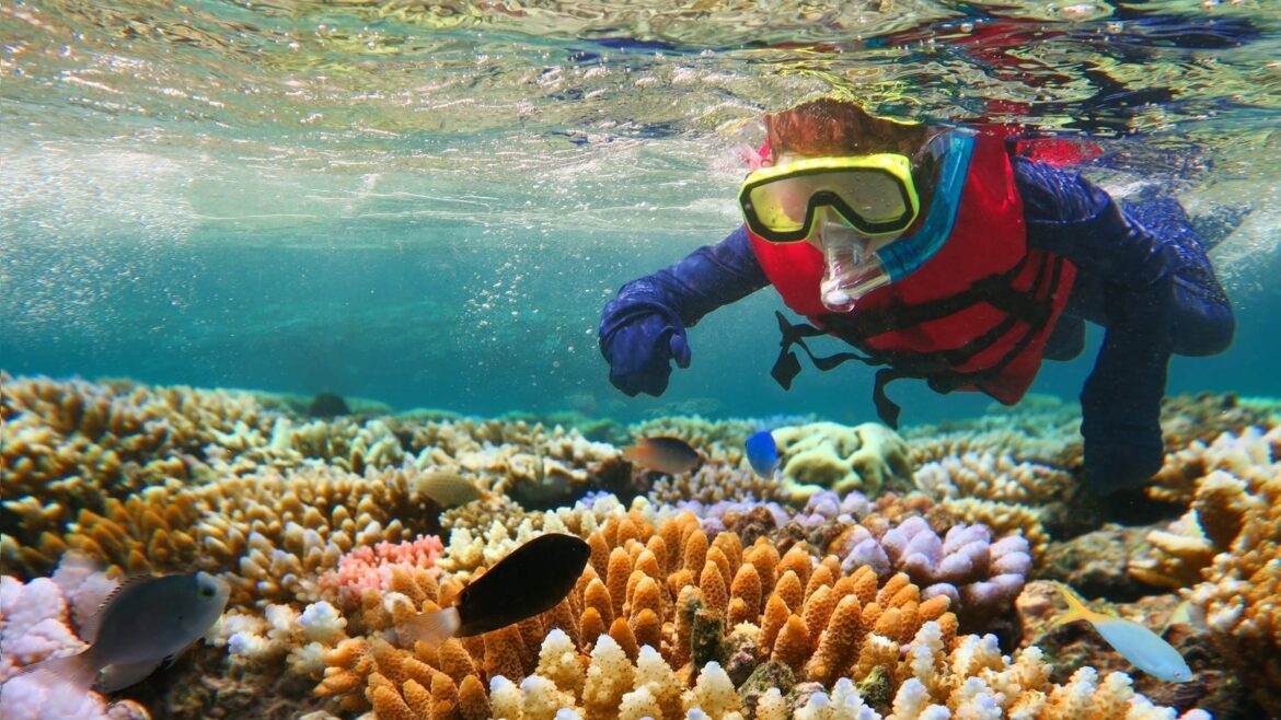 Great Barrier Reef in the Tropical North Queensland vacation