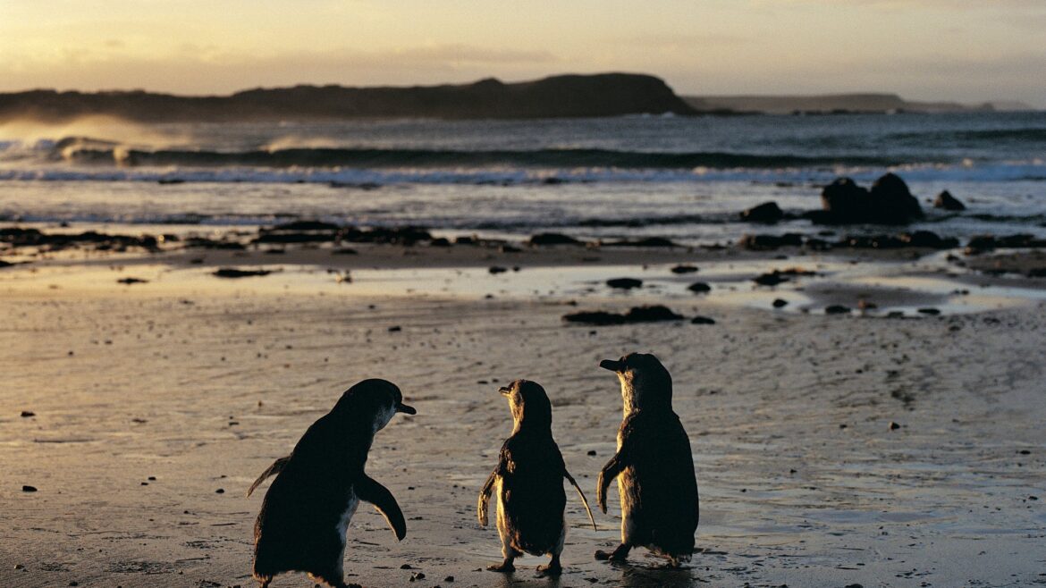 Penguins are waiting for you on Phillip island, Victoria