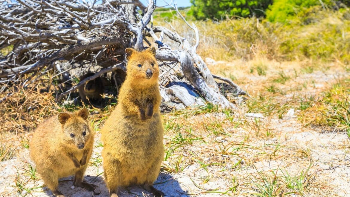 Quokka Rottnest Island Australia Asia Vacation Group